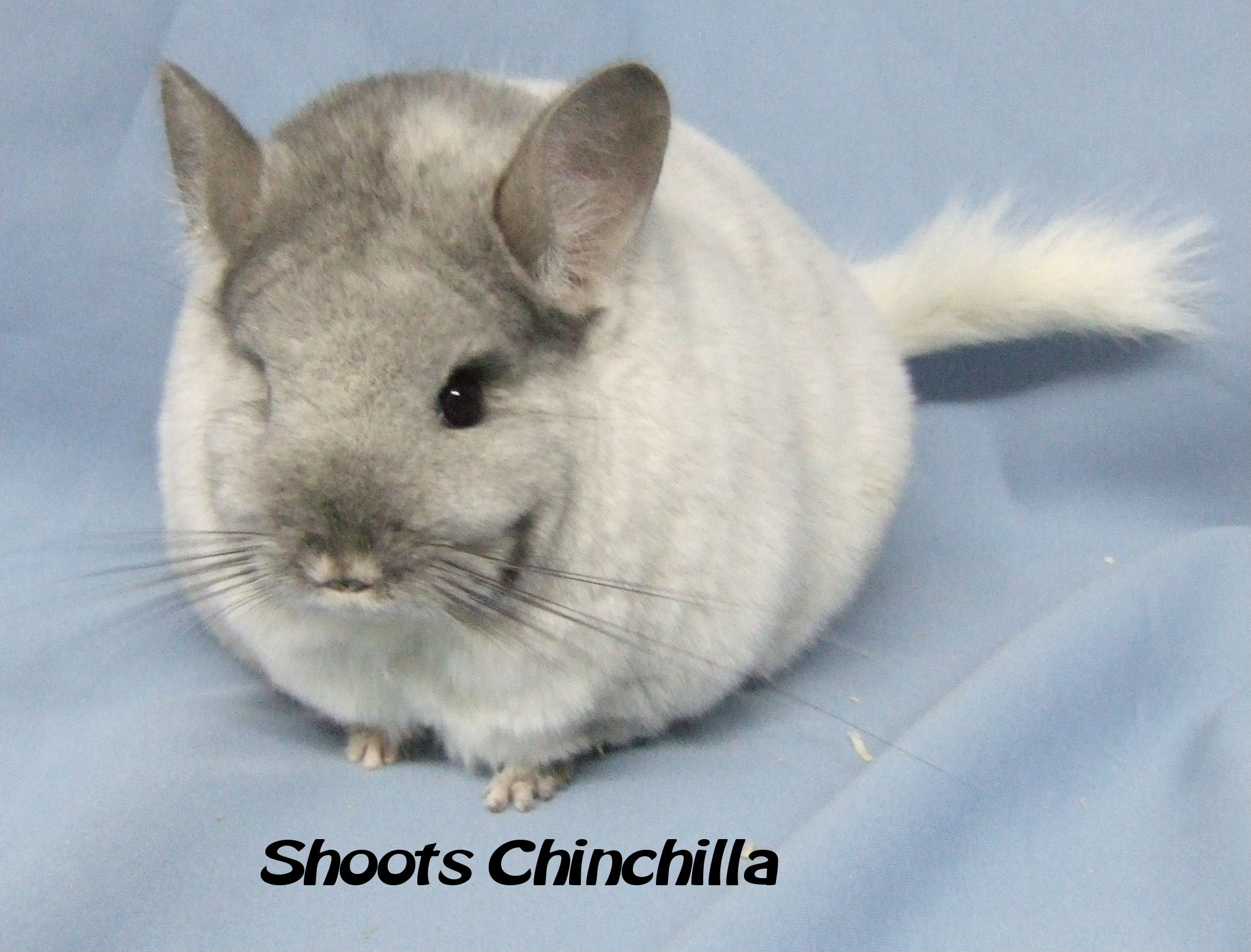 Chinchilla wallpapers, Cute Chinchilla pictures, hd pictures, Pictures of Chinchilla 