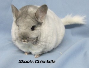 chinchilla ohio westerville looking please contact
